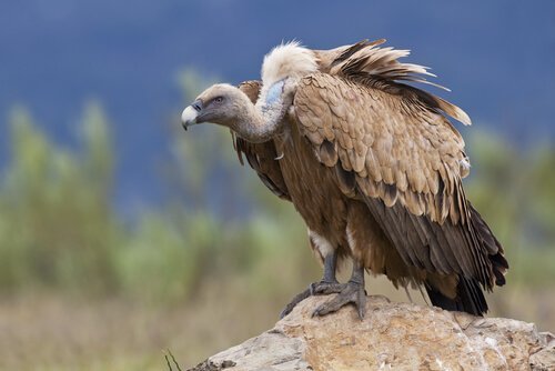 un-avvoltoio-delle-ande-appoggiato-su-una-roccia.jpg